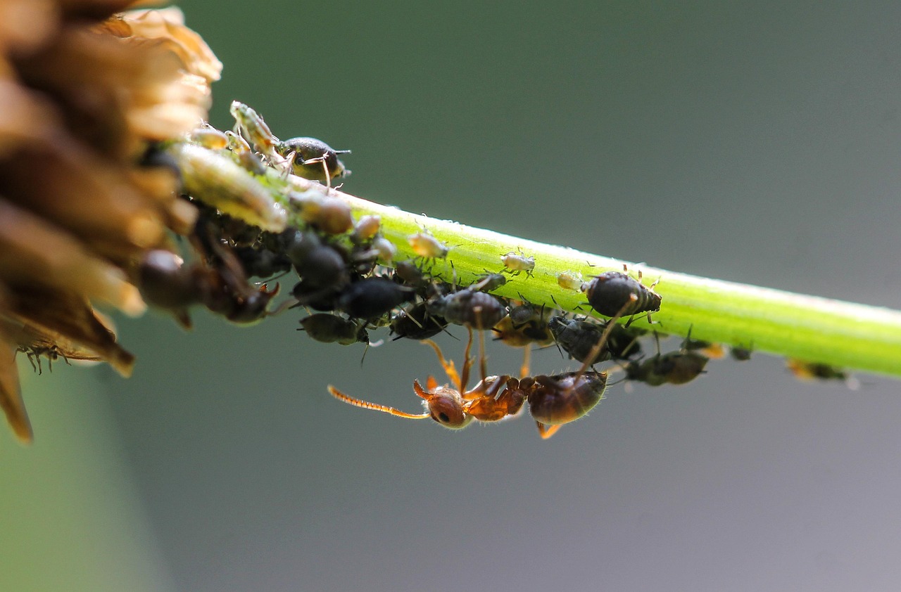 Bark Lice: Tree-Dwelling Transformation Specialists (image credits: pixabay)