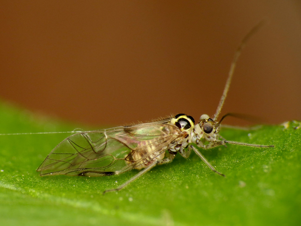 Psocids: The Versatile Micro-Transformers (image credits: flickr)