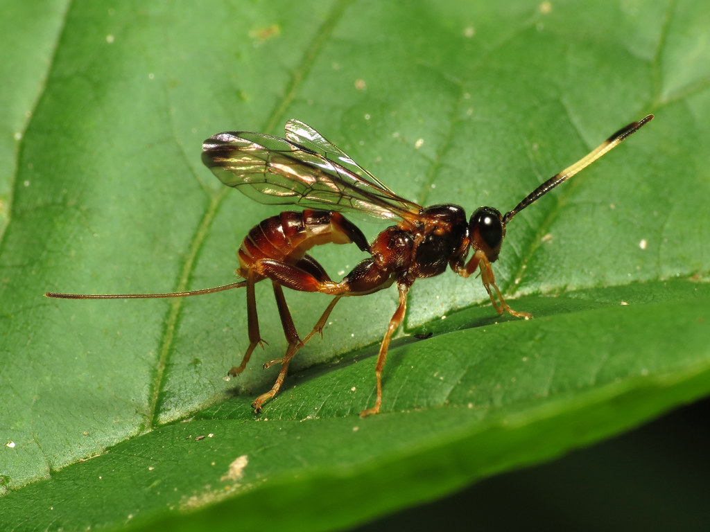 Parasitic Wasps: The Ultimate Life Cycle Strategists (image credits: flickr)