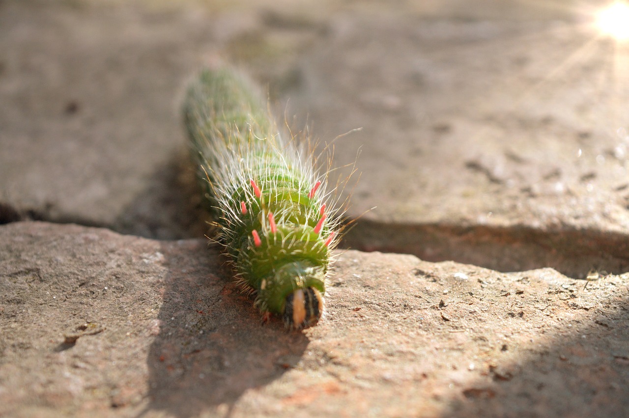 The Hidden World of Endless Change (image credits: pixabay)