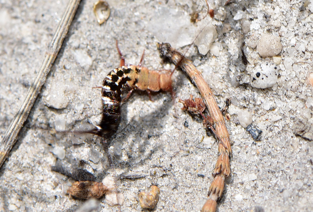 Their Incredible Escape Artist Abilities (image credits: flickr)