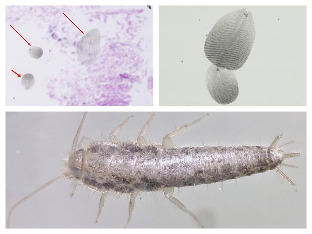 The Real Damage Assessment (image credits: flickr)