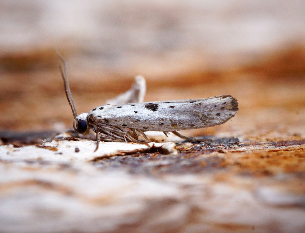 Cultural Perspectives on Household Insects (image credits: flickr)