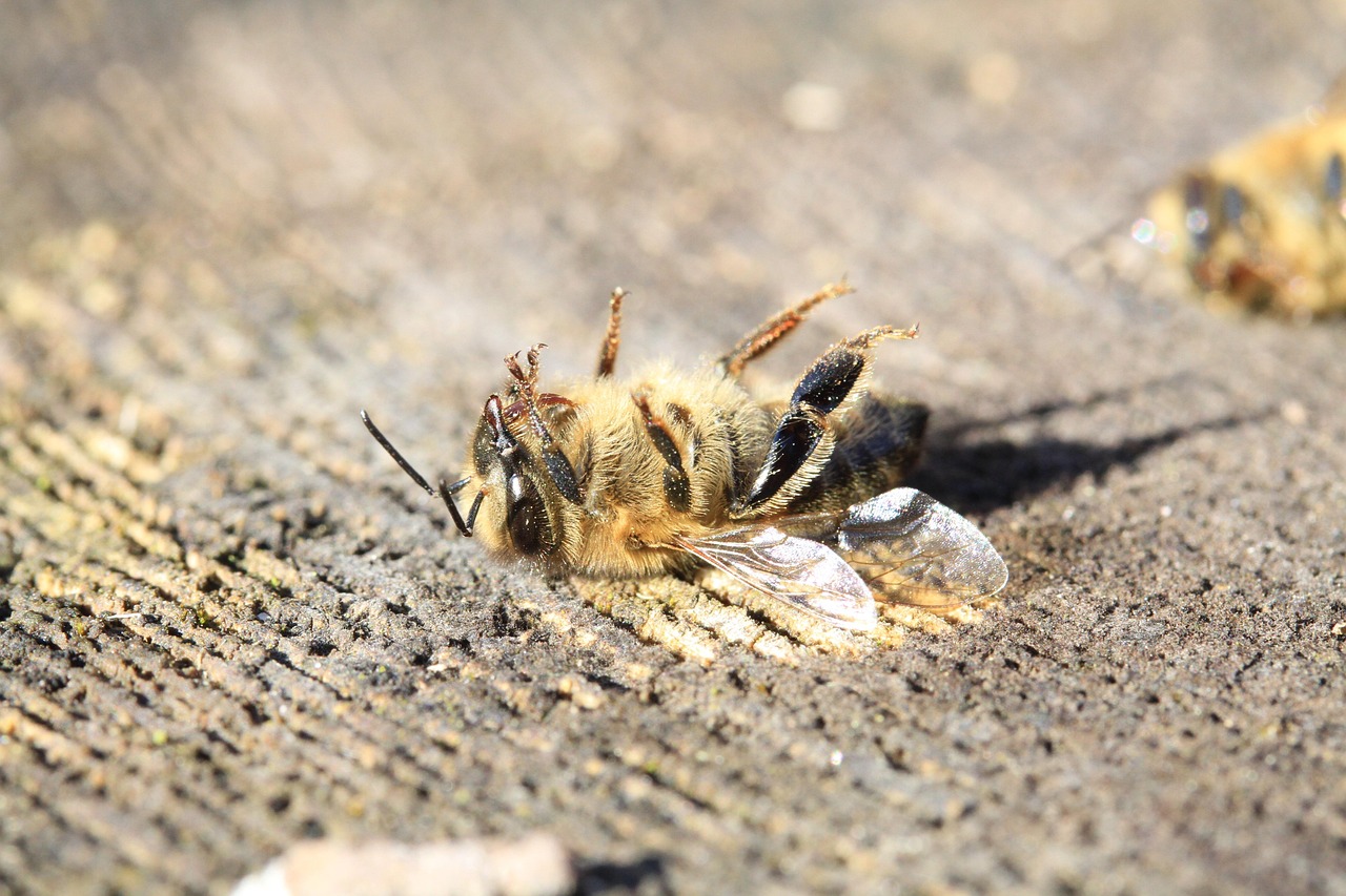 The Silent Threat of Pesticides (image credits: pixabay)