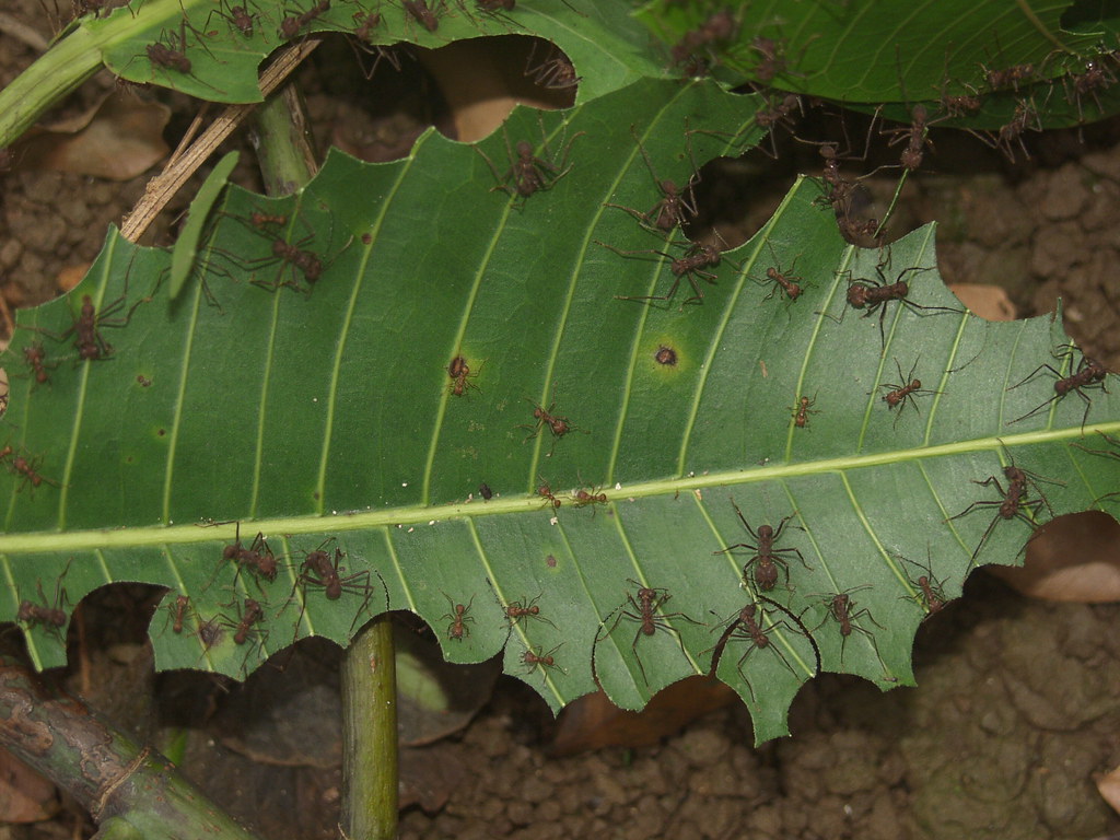 The Great Leaf Selection Process (image credits: flickr)