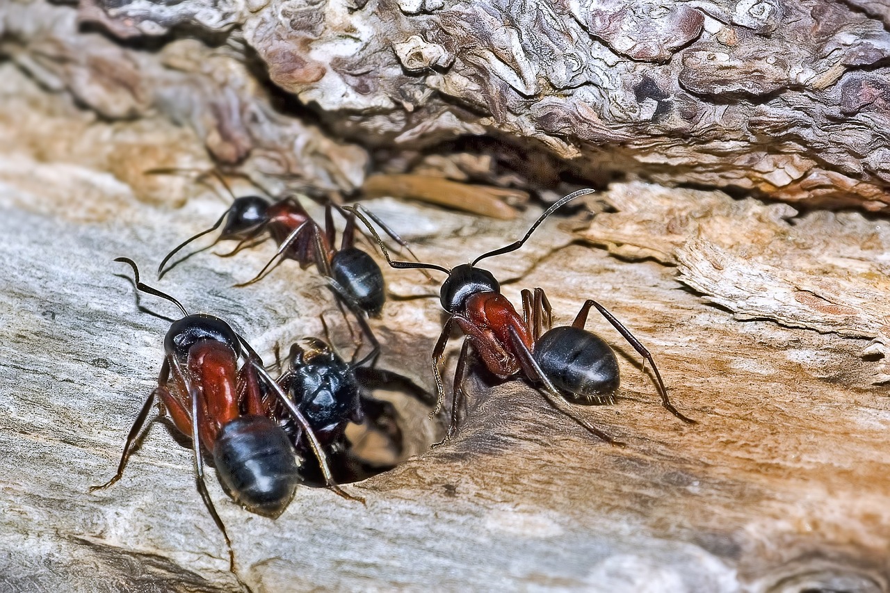 Reproductive Royalty and Succession Planning (image credits: pixabay)