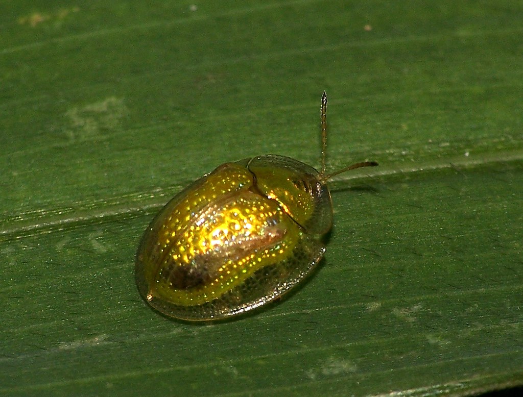 Golden Scarabs: The Pharaohs' Favorite Insects (image credits: flickr)