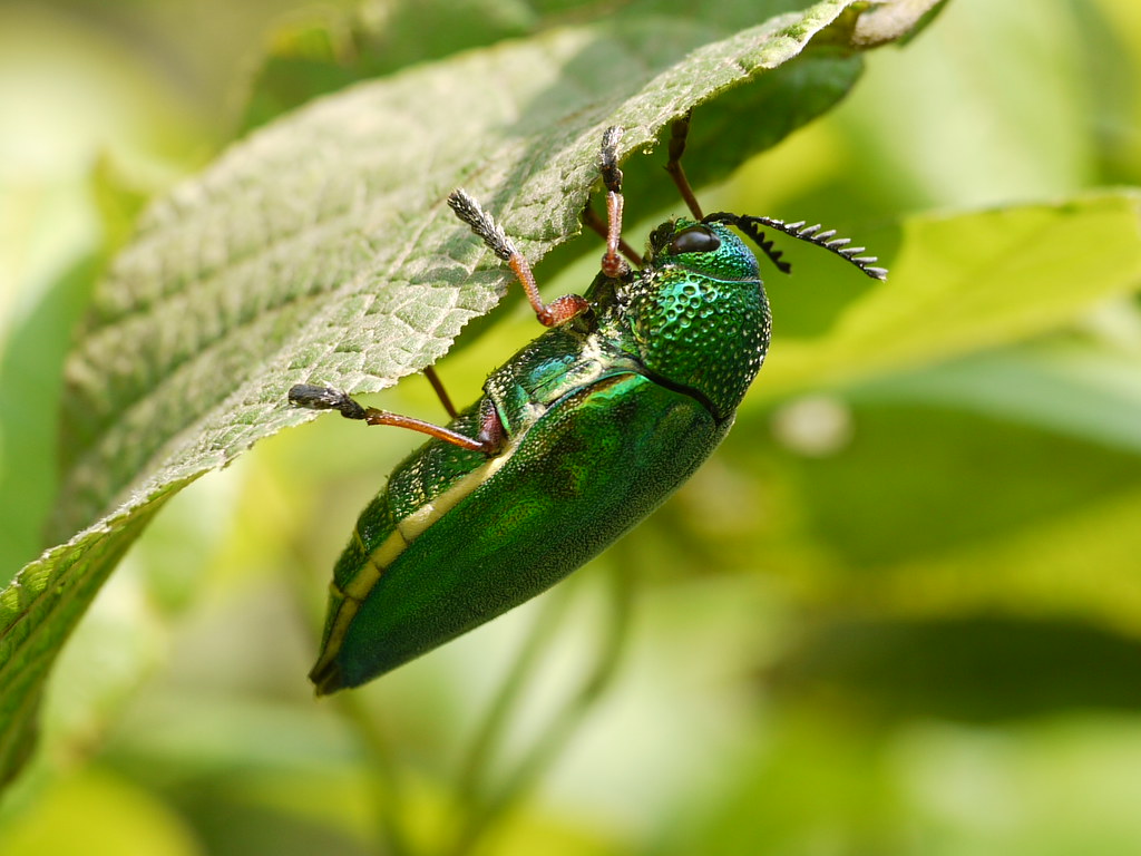 Copper Chafers: Bronze Age Beauties (image credits: flickr)