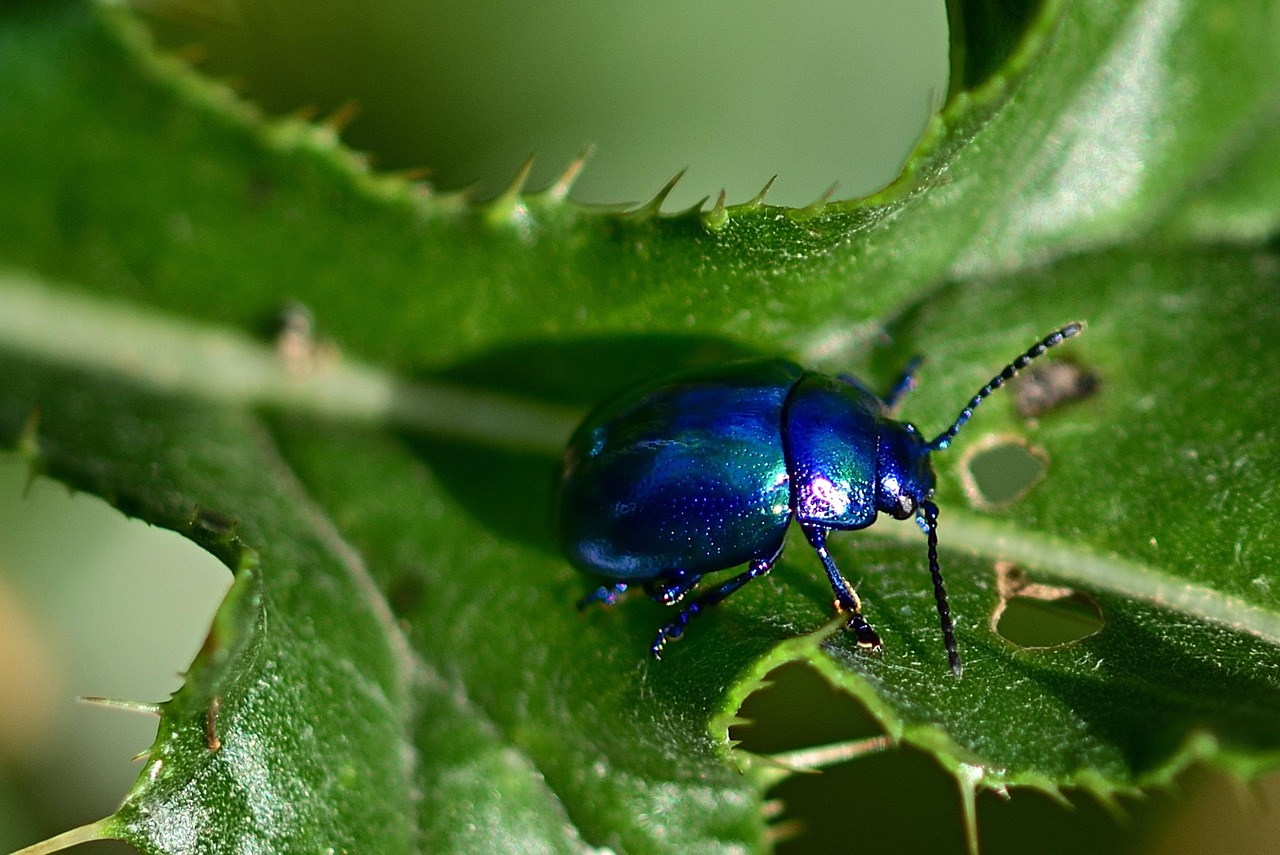 Violet Ground Beetles: Purple Royalty (image credits: pixabay)