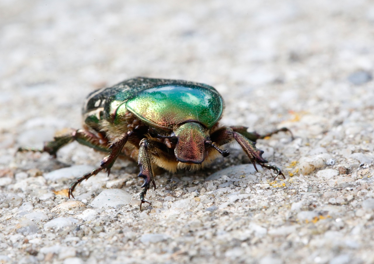 Opal Beetles: Iridescent Dreams (image credits: pixabay)
