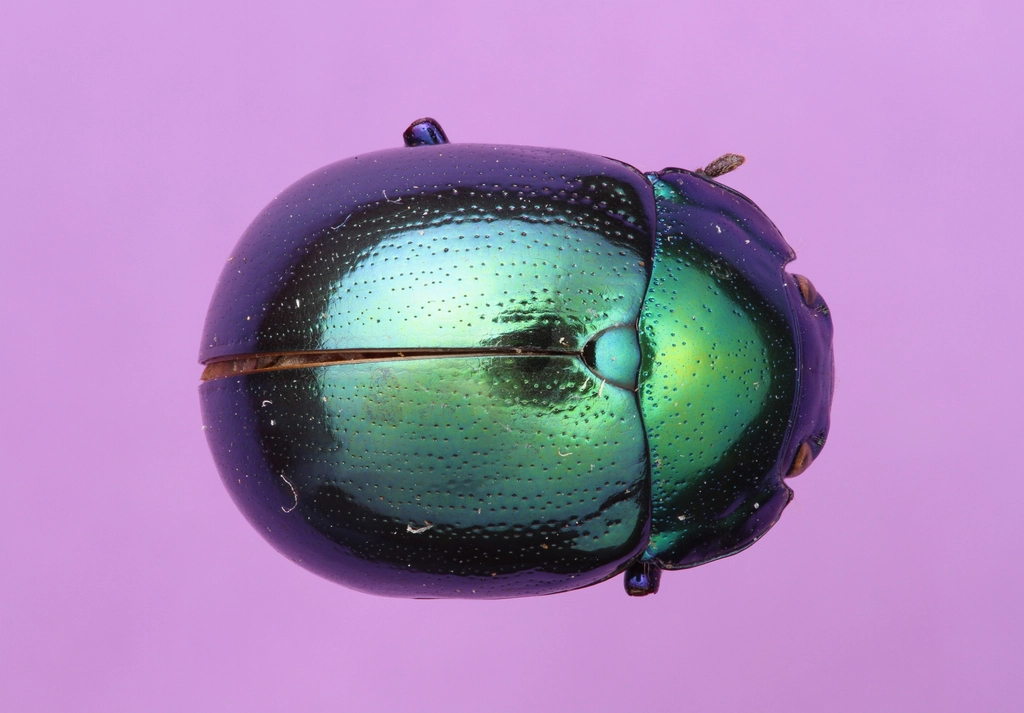 Conservation of Nature's Living Gems (image credits: rawpixel)
