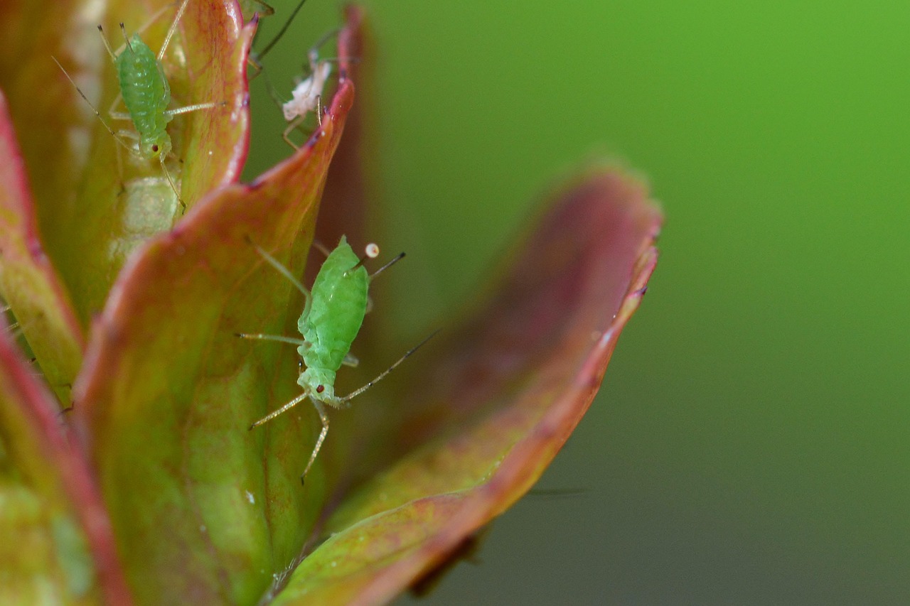 The Ultimate Reproductive Hack (image credits: pixabay)