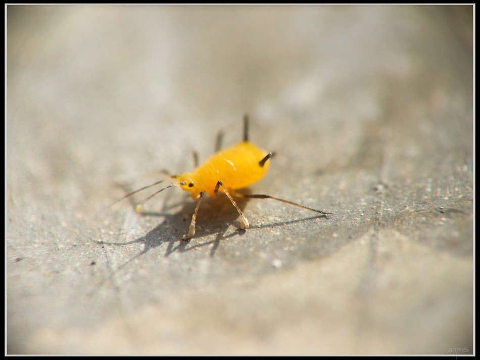 The Science Behind Asexual Reproduction (image credits: flickr)