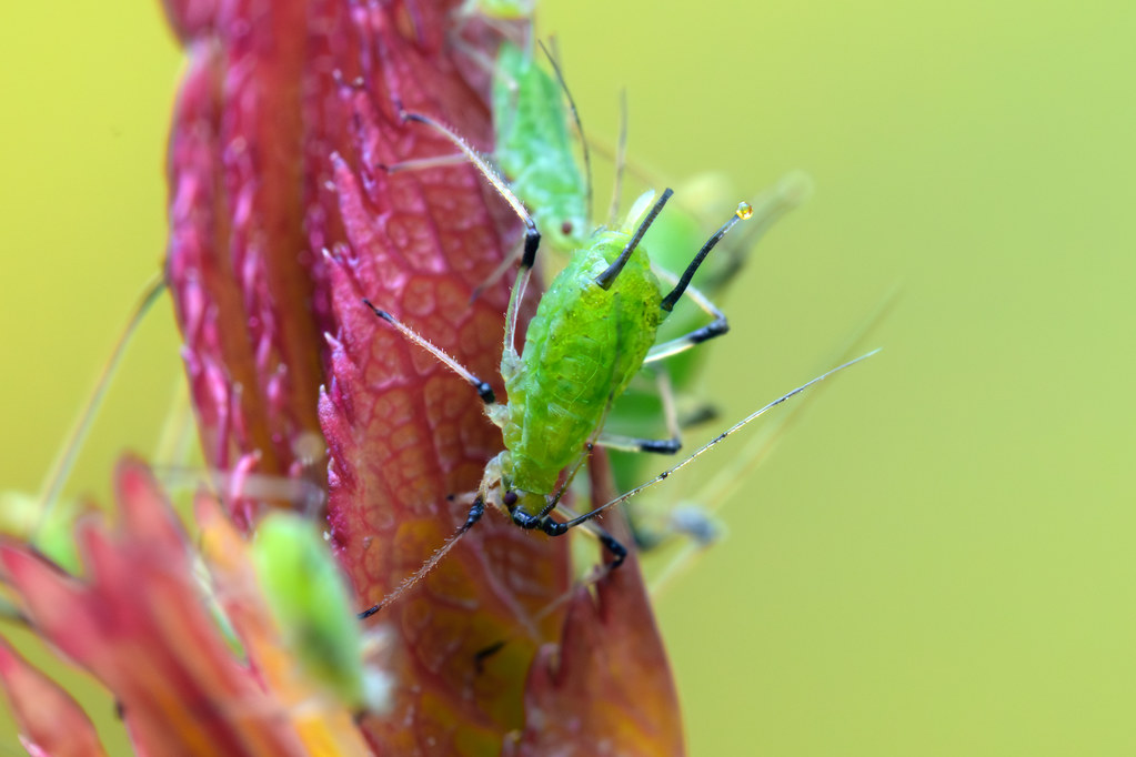 Environmental Triggers for Reproduction (image credits: flickr)