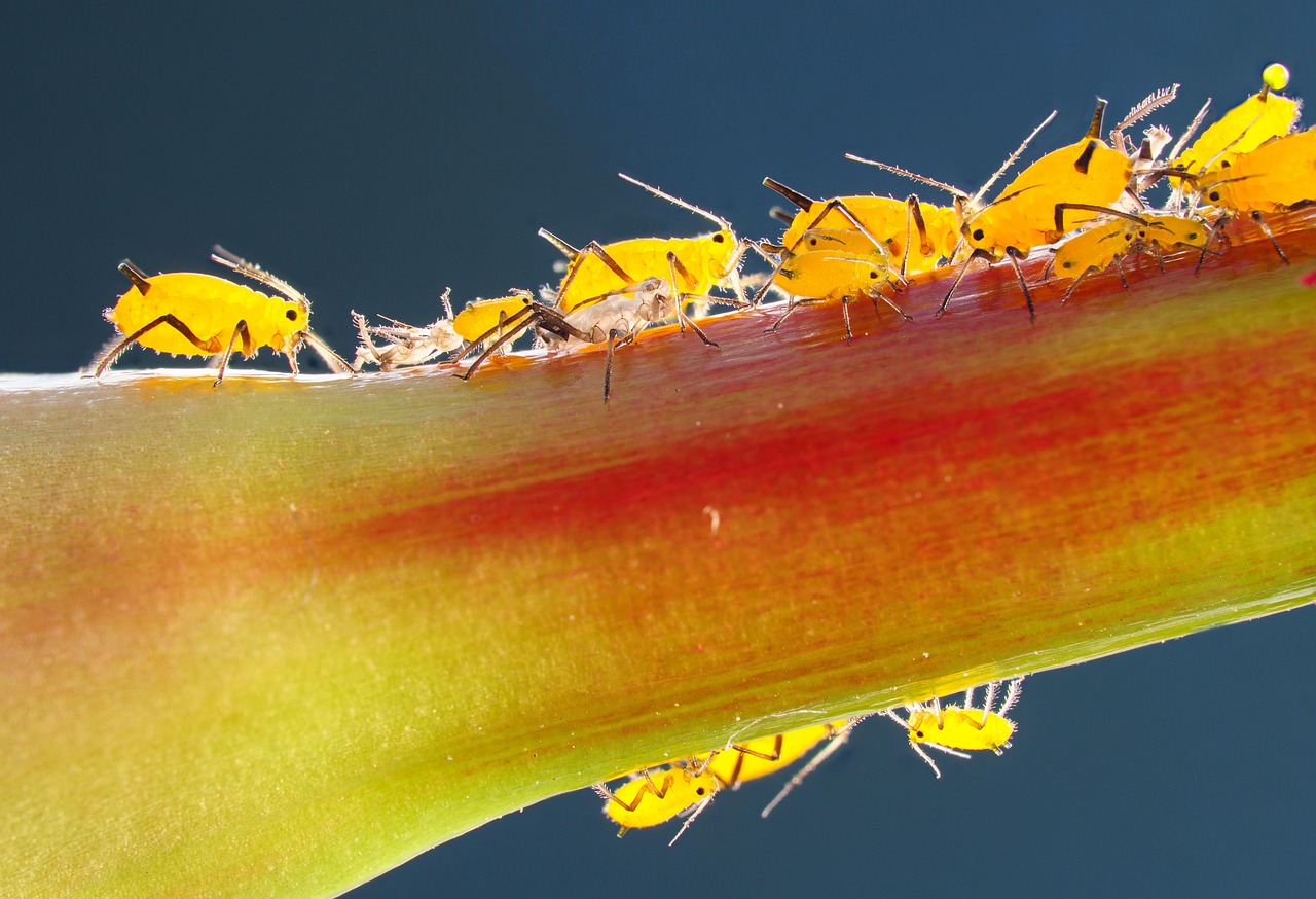 Host Plant Relationships (image credits: pixabay)