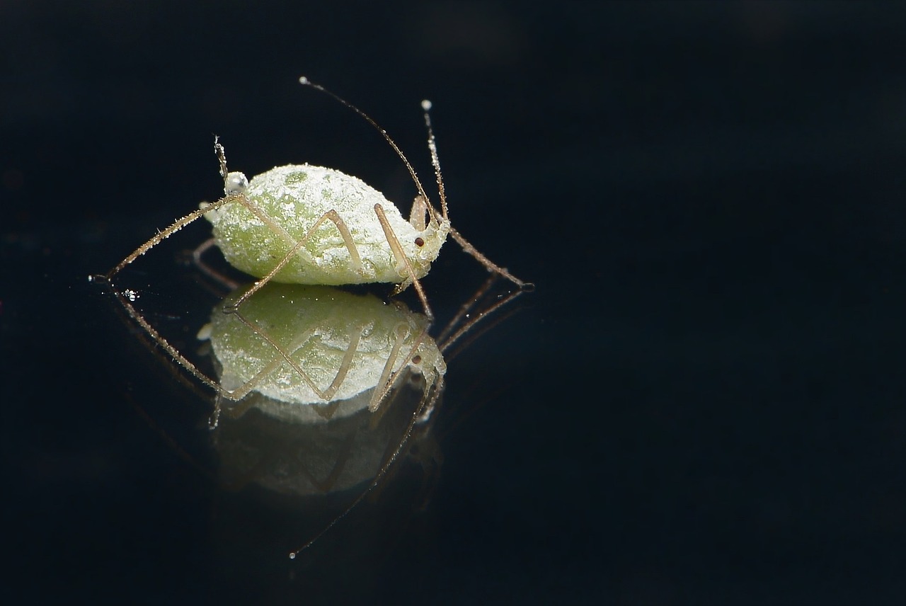 Defense Mechanisms and Survival (image credits: pixabay)
