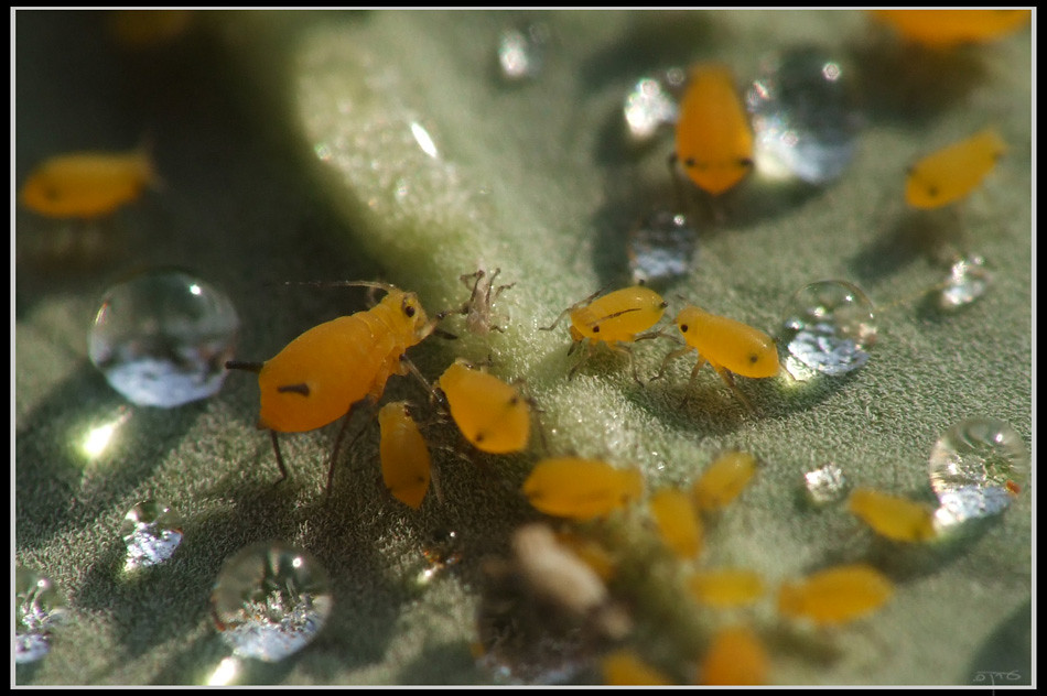 Agricultural Impact and Human Interaction (image credits: flickr)