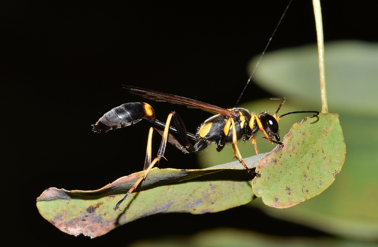 The Remarkable Case of Pain Responses in Insects (image credits: pixabay)