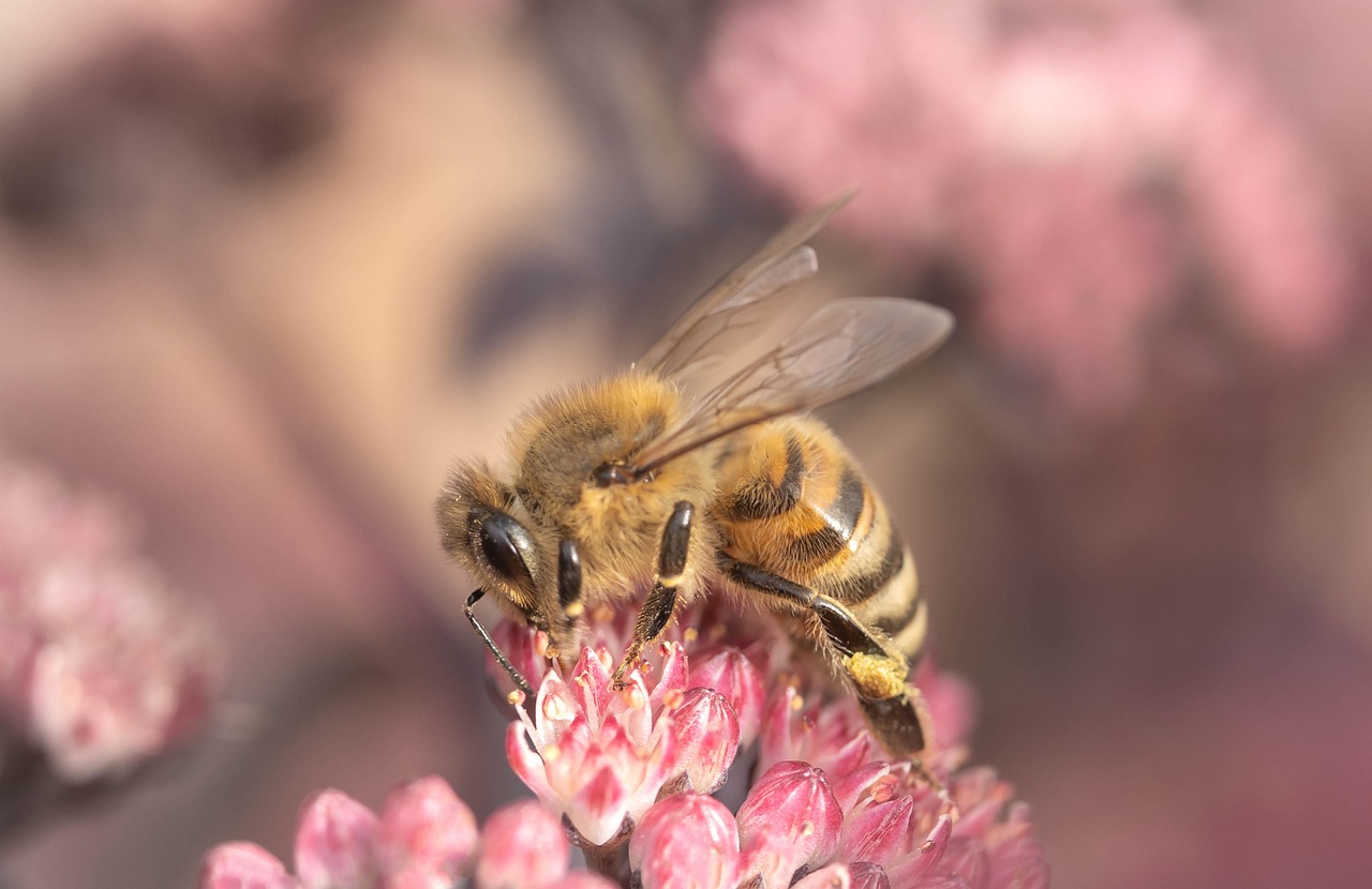 The Language of Bees: Communication Beyond Instinct (image credits: pixabay)