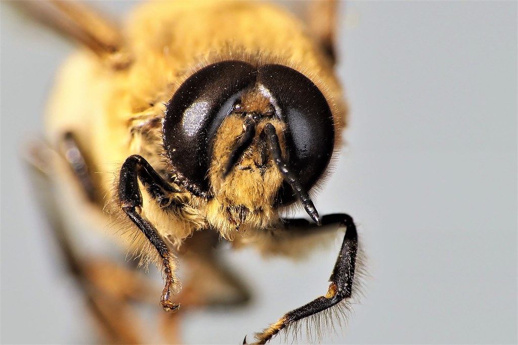 Attention and Focus in the Insect World (image credits: flickr)