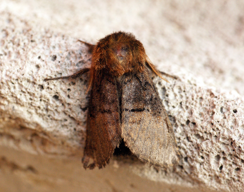 The Philosophical Implications of Insect Consciousness (image credits: flickr)