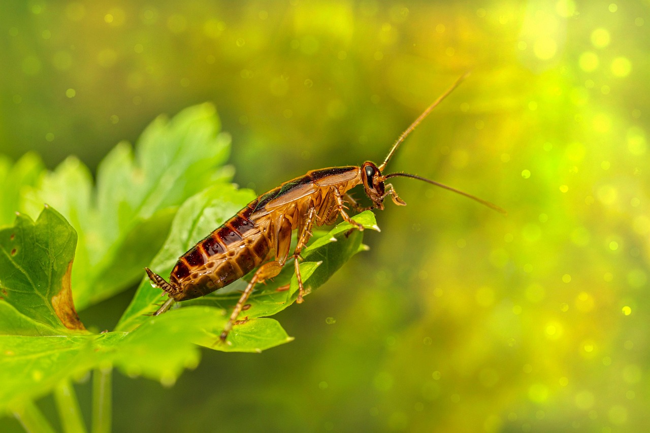 Parasitic Lifestyles Eliminate Flight Needs (image credits: pixabay)