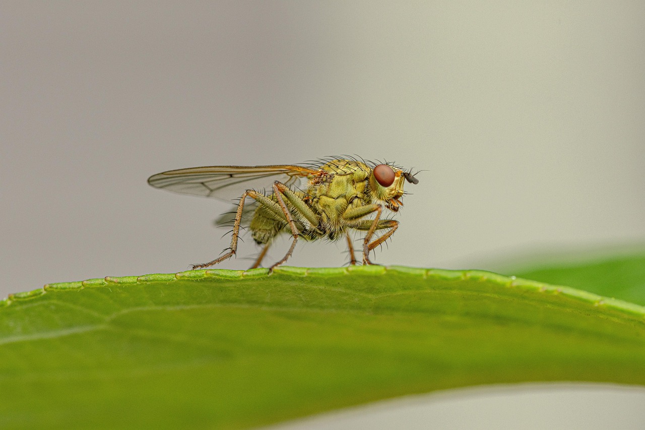 Predator Pressure Shapes Wing Evolution (image credits: pixabay)