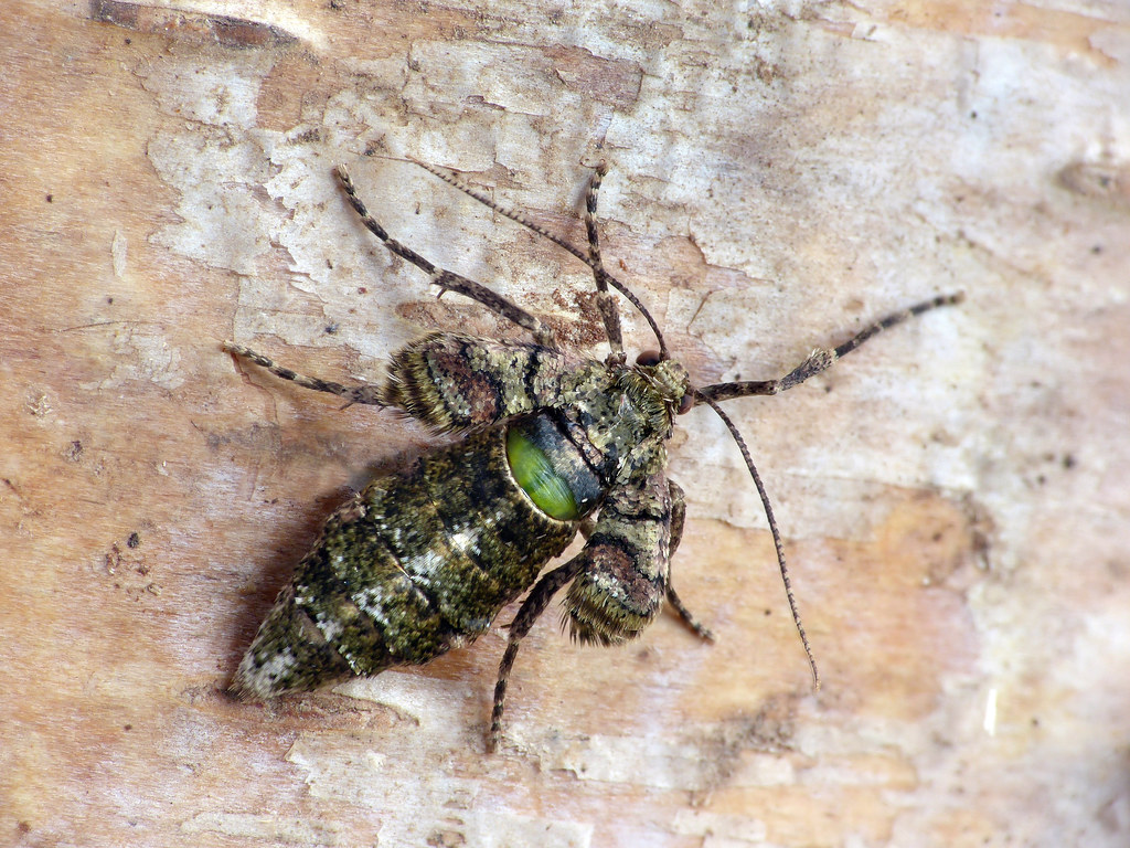 Habitat Specialization Eliminates Flight (image credits: flickr)