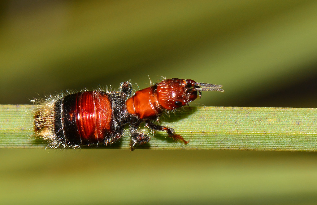 The Future of Flightless Evolution (image credits: flickr)