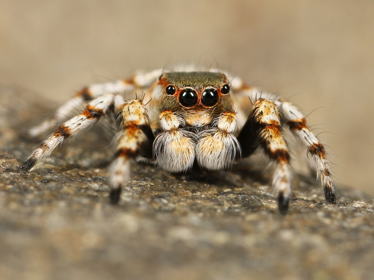 Meet the Desert's Tiniest Predator (image credits: pixabay)