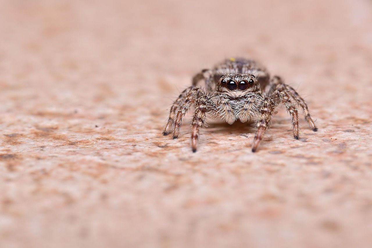 The Art of Eight-Legged Parkour (image credits: pixabay)