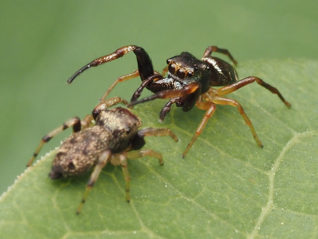 Romance in the Desert: Mating Rituals and Courtship (image credits: flickr)