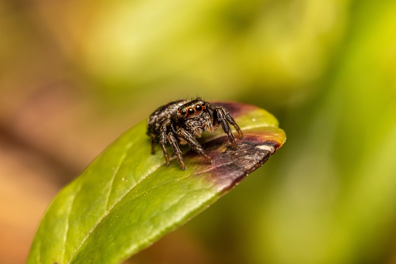Ecological Role: The Desert's Pest Control Team (image credits: pixabay)