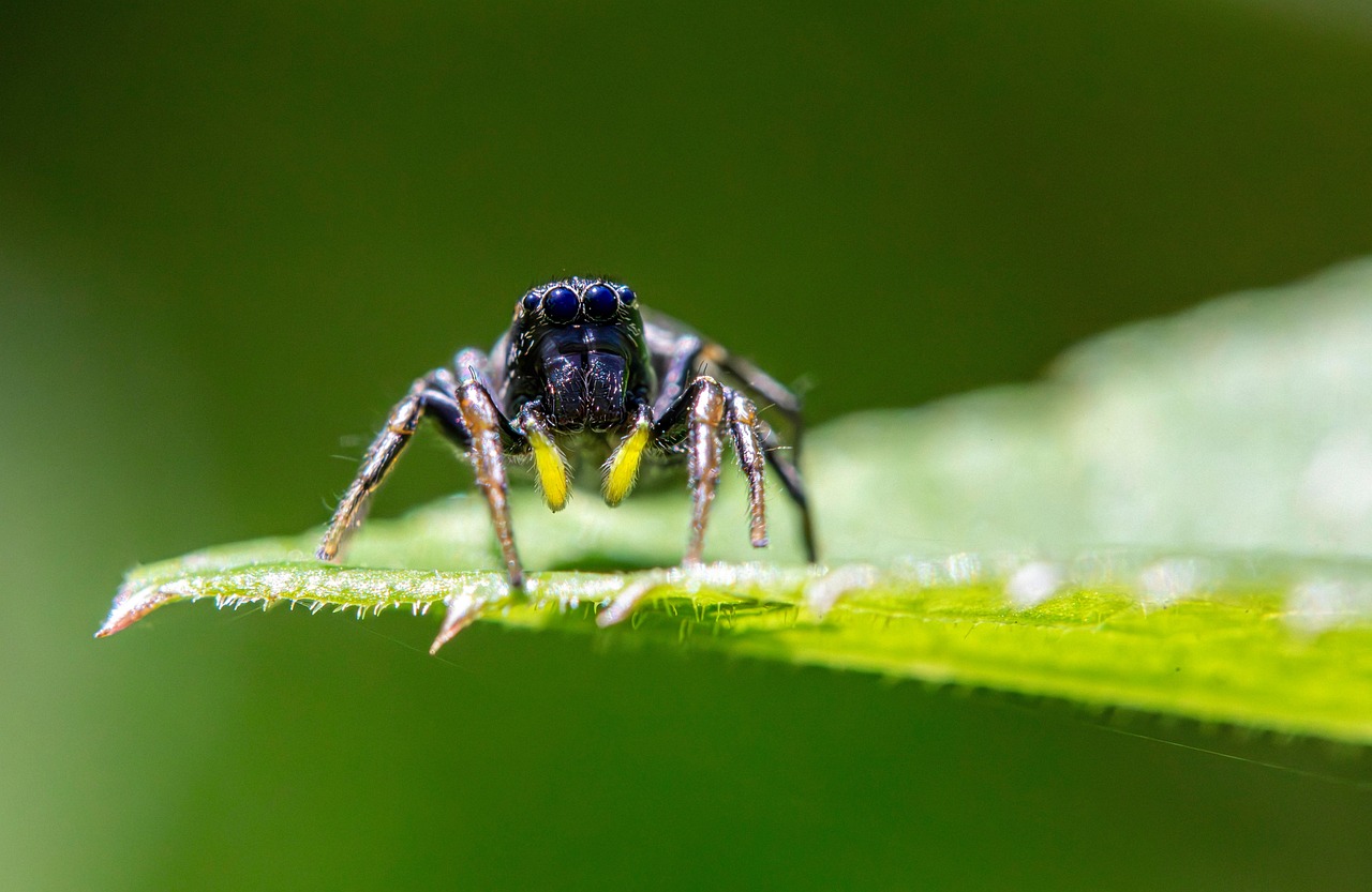 Habitat Preferences and Distribution (image credits: pixabay)