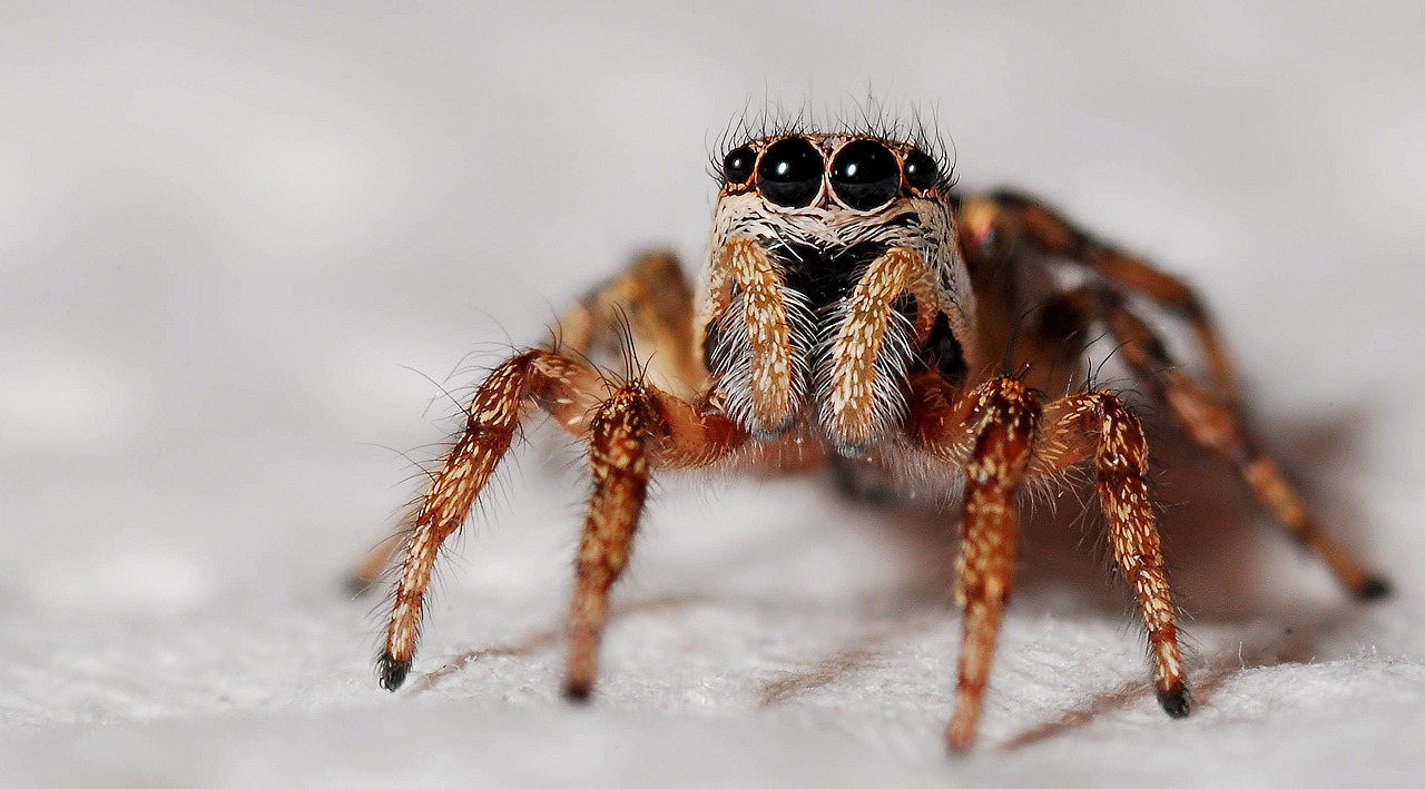 Observing Apache Jumping Spiders in the Wild (image credits: pixabay)