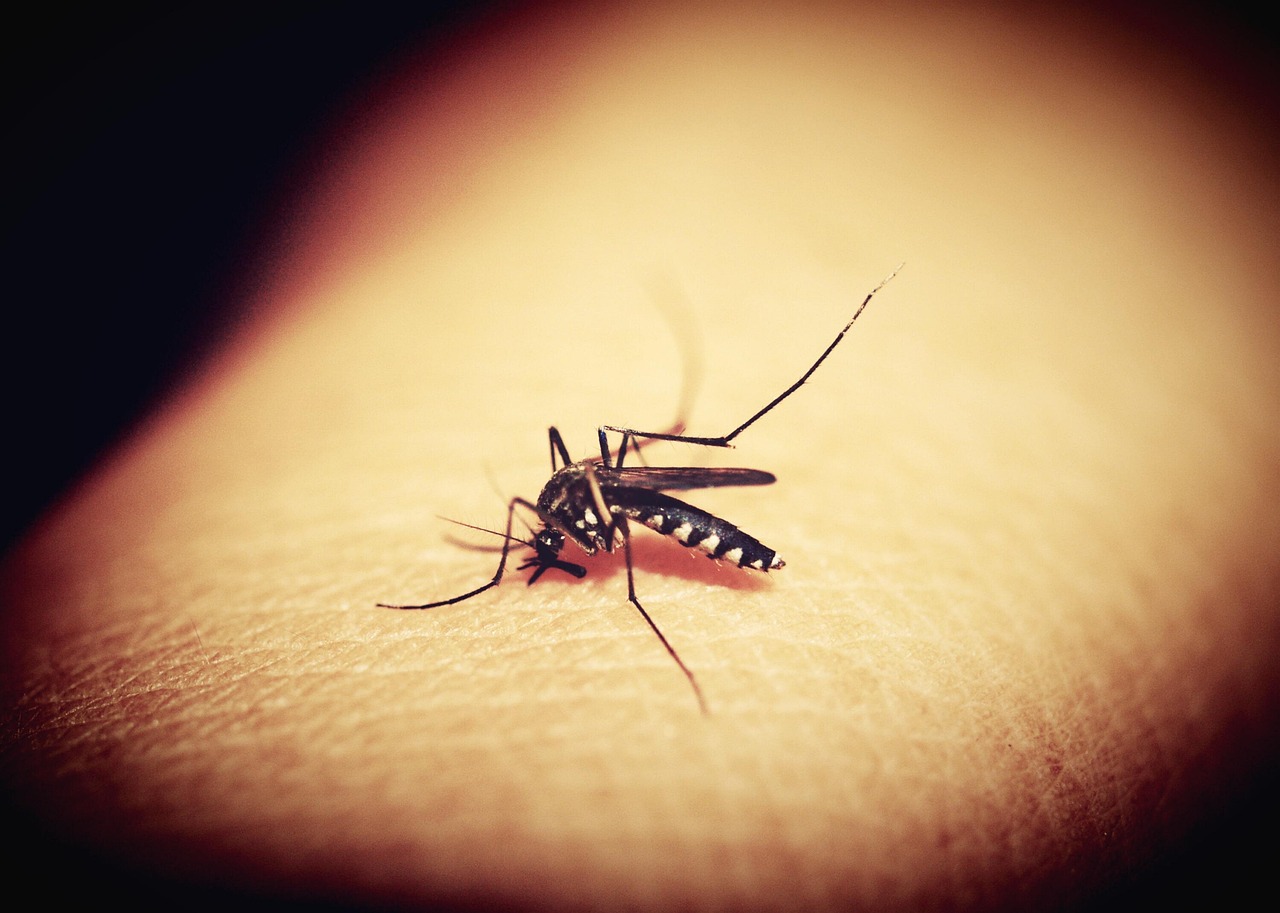 Chikungunya: The Disease That Bends You Double (image credits: pixabay)