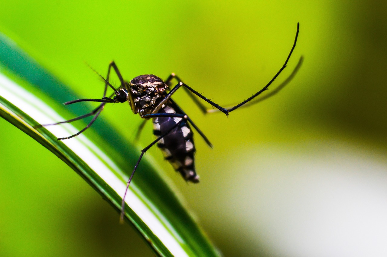 Dengue Fever: The Breakbone Disease Goes Global (image credits: pixabay)