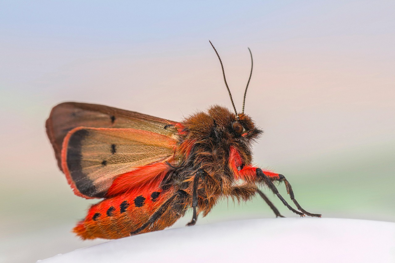 The Moth's Feathered Antennae: Nature's Most Sophisticated Sensors (image credits: pixabay)