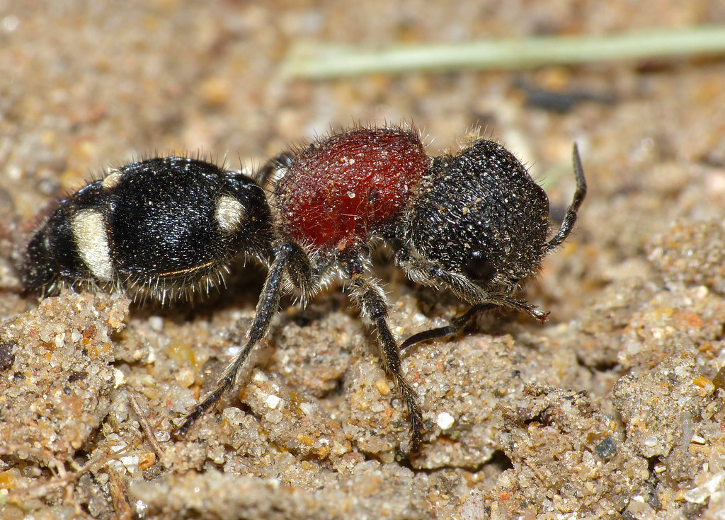 Velvet Ants: The Deceptive Softness of Danger (image credits: flickr)