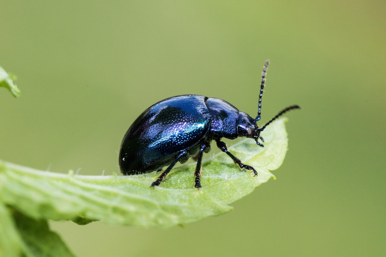 Beetle Armor: The Metallic Shine of Living Shields (image credits: pixabay)