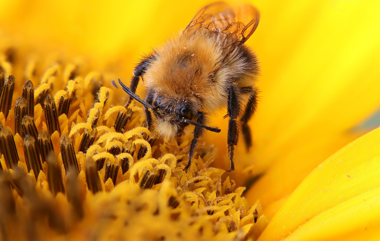 Fuzzy Bumblebees: The Science Behind the Snuggle (image credits: pixabay)