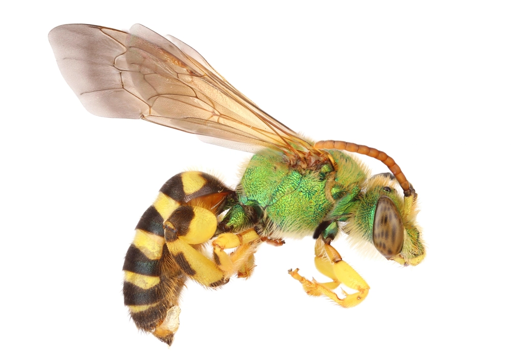 Jewel Wasps: Nature's Living Emeralds (image credits: rawpixel)