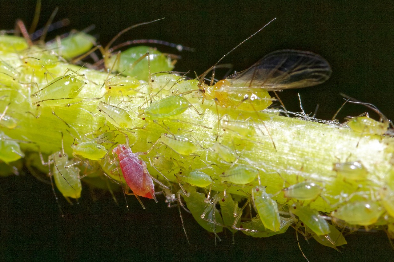 Woolly Aphids: Cotton Balls That Walk (image credits: pixabay)