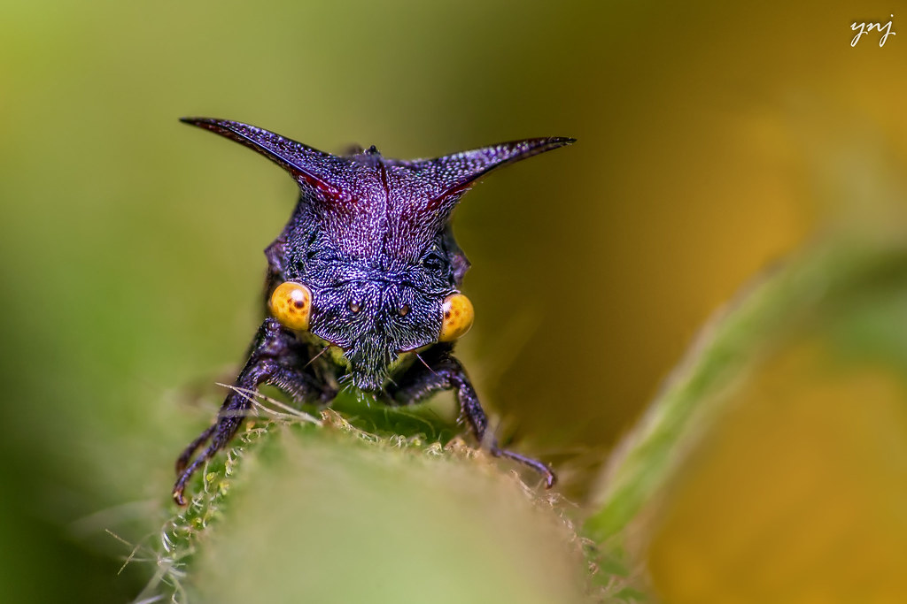 Thorn Bugs: Living Plant Spikes with Personality (image credits: flickr)