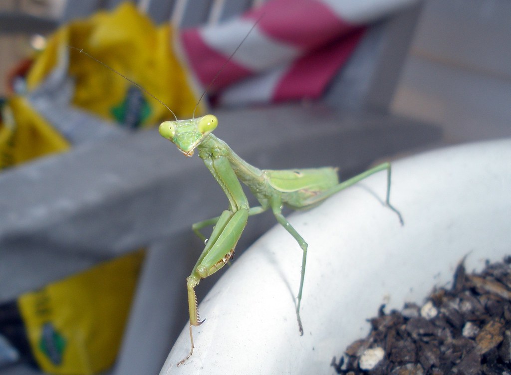 Flower Mantises: Petal-Soft Predators (image credits: flickr)