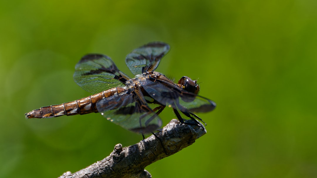 Gravity and Orientation Sensing (image credits: unsplash)