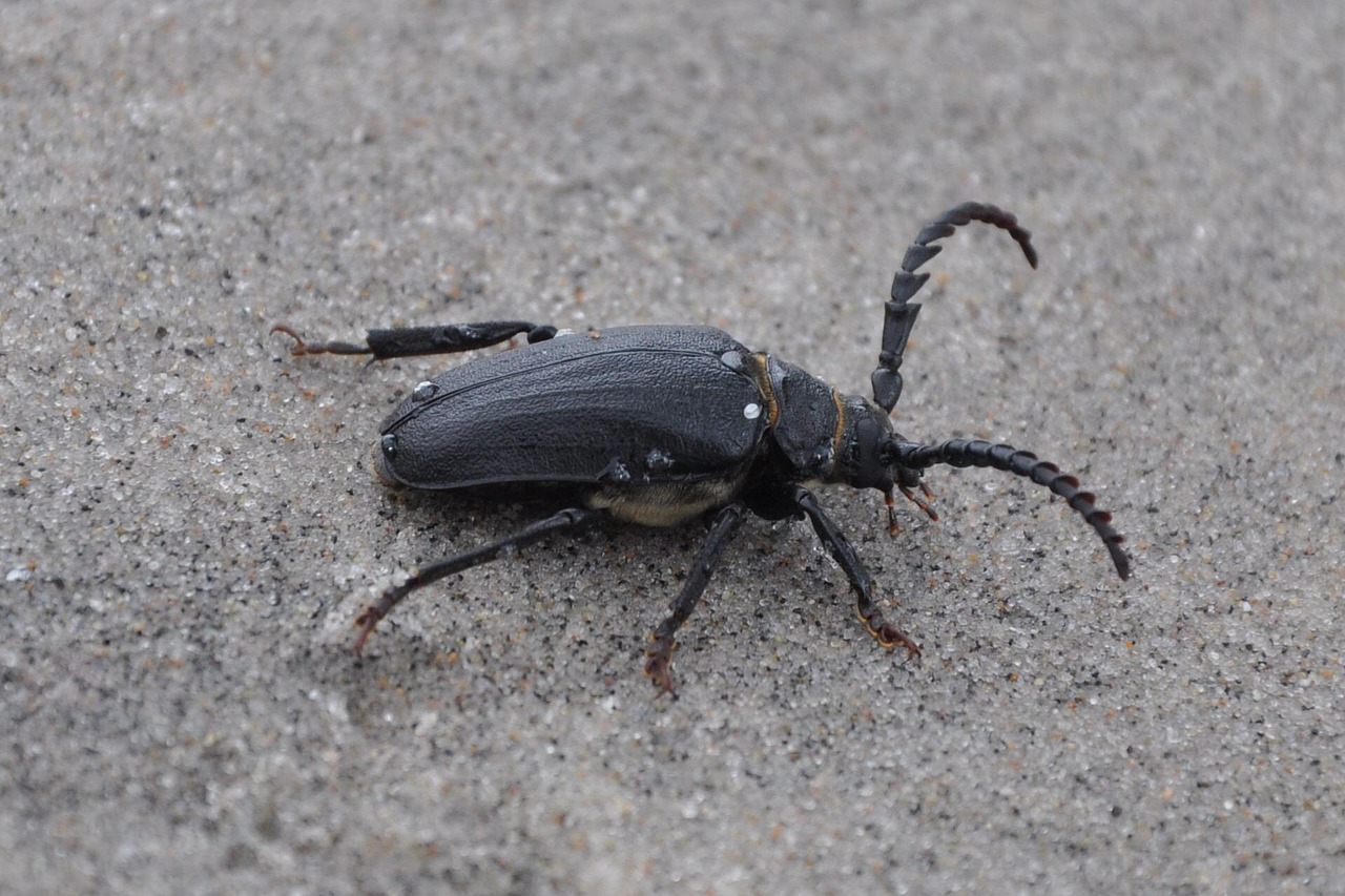 The Evolutionary Arms Race Behind Bug Armor (image credits: pixabay)