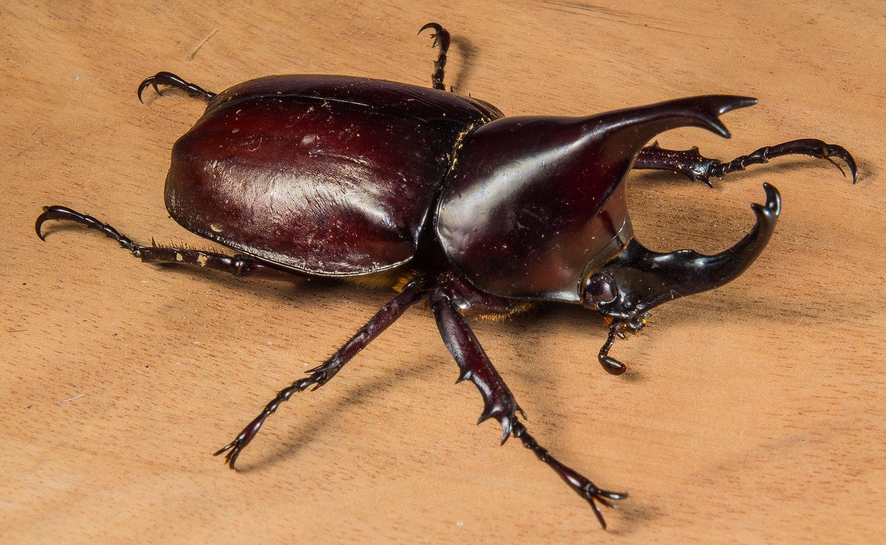 Rhinoceros Beetles: The Gladiators of the Insect Arena (image credits: pixabay)