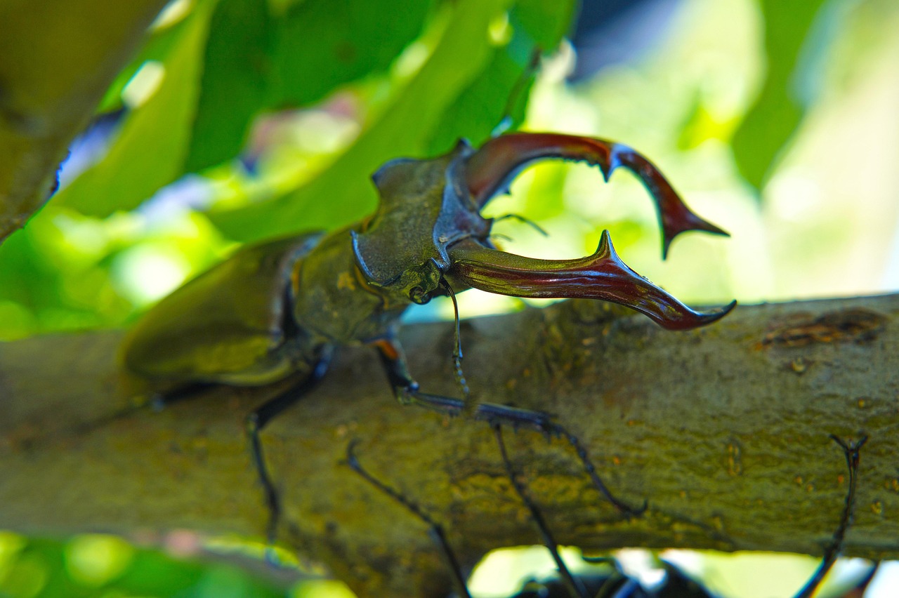 Stag Beetles: Nature's Medieval Knights (image credits: pixabay)