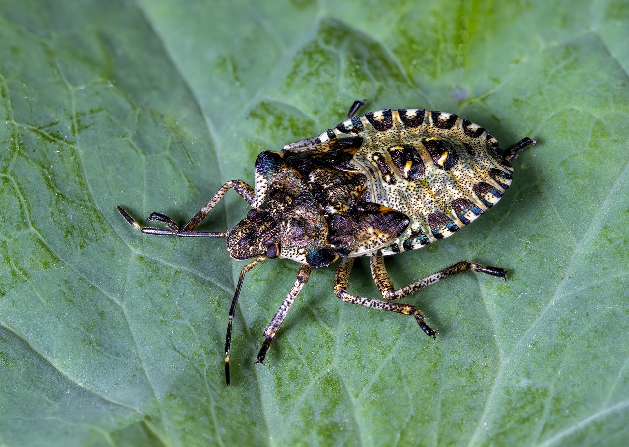 Shield Bugs: Portable Fortresses on Six Legs (image credits: pixabay)